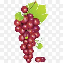 紫葡萄-空若网 紫葡萄-空若网