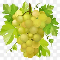 绿葡萄-空若网 绿葡萄-空若网