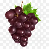 紫葡萄-空若网 紫葡萄-空若网