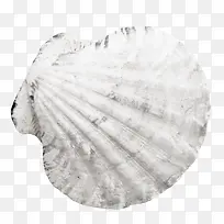白色纹理扇贝-空若网 白色纹理扇贝-空若网