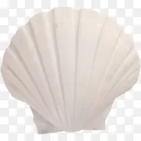 白色贝壳-空若网 白色贝壳-空若网