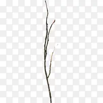 棕色漂亮枯枝-空若网 棕色漂亮枯枝-空若网