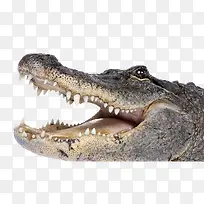 ���������ﶯ��-������