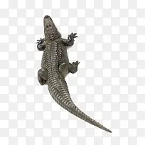 海洋生物动物鳄鱼-空若网 海洋生物动物鳄鱼-空若网