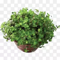 ����������ֲ��-������