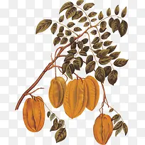 手绘树枝果实-空若网 手绘树枝果实-空若网