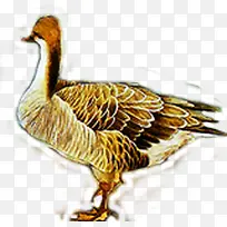 手绘可爱水鸟油画-空若网 手绘可爱水鸟油画-空若网