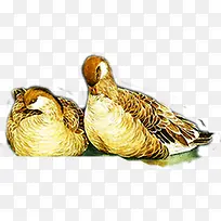 油画水鸟可爱手绘-空若网 油画水鸟可爱手绘-空若网