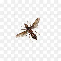 毒蜂-空若网 毒蜂-空若网