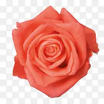 阿宝色玫瑰花-空若网 阿宝色玫瑰花-空若网