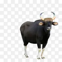 ��ɫˮţ������Ӱ-������