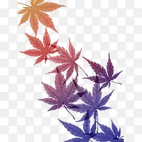 彩色枫叶-空若网 彩色枫叶-空若网