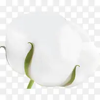 棉花 白色 卫生巾-空若网 棉花 白色 卫生巾-空若网