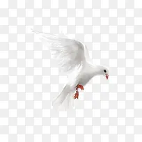 白色鸽子起飞-空若网 白色鸽子起飞-空若网