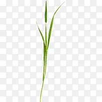 绿色漂亮小草-空若网 绿色漂亮小草-空若网