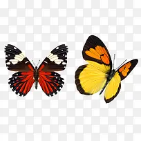 黑蝴蝶-空若网 黑蝴蝶-空若网