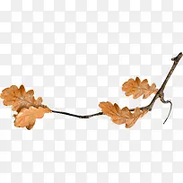 ��֦��Ҷ-������