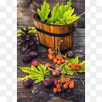 ��ɫֲ��ľͰ����-������