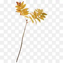 橙色漂亮枝叶-空若网 橙色漂亮枝叶-空若网