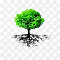 根深蒂固的大树-空若网 根深蒂固的大树-空若网