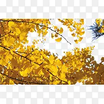 银杏树-空若网 银杏树-空若网