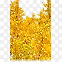 ������-������