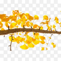 银杏叶-空若网 银杏叶-空若网