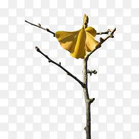 银杏叶-空若网 银杏叶-空若网