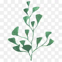 银杏树枝-空若网 银杏树枝-空若网