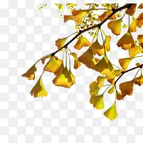 ����Ҷ-������