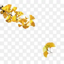 黄色银杏叶-空若网 黄色银杏叶-空若网