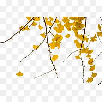 银杏树叶-空若网 银杏树叶-空若网