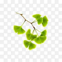 ��ɫ��֦������Ҷ-������