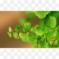 ��ɫˮ��������֦-������