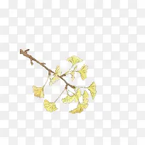 手绘树枝银杏叶-空若网 手绘树枝银杏叶-空若网