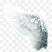 白色天使翅膀-空若网 白色天使翅膀-空若网