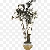 一颗发财树-空若网 一颗发财树-空若网