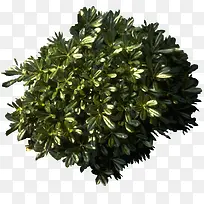 景观设计风景树发财树-空若网 景观设计风景树发财树-空若网