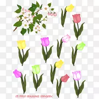 花郁金香-空若网 花郁金香-空若网