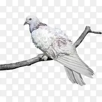 树枝上的鸟-空若网 树枝上的鸟-空若网