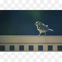 高清摄影效果休息的小鸟-空若网 高清摄影效果休息的小鸟-空若网