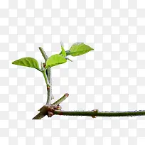 一枝绿芽-空若网 一枝绿芽-空若网