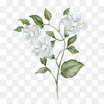 鲜花和叶子-空若网 鲜花和叶子-空若网