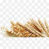 有机食物-空若网 有机食物-空若网