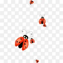 橙色漂亮瓢虫-空若网 橙色漂亮瓢虫-空若网