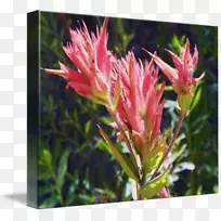 开花植物野花灌木植物花-空若网 开花植物野花灌木植物花-空若网