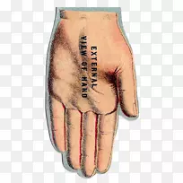 手指关节臂人体解剖学-空若网 手指关节臂人体解剖学-空若网