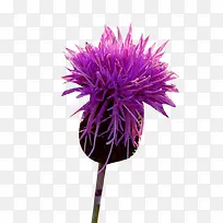 �̼��ݻ���ͼƬ�ز�-������