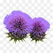 奶蓟草紫色花苞图片素材-空若网 奶蓟草紫色花苞图片素材-空若网