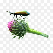 奶蓟草花苞与虫子图片素材-空若网 奶蓟草花苞与虫子图片素材-空若网